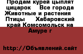 Продам курей цыплят,цицарок. - Все города Животные и растения » Птицы   . Хабаровский край,Комсомольск-на-Амуре г.